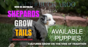 Australian Shepherds: Tail Growth and Development