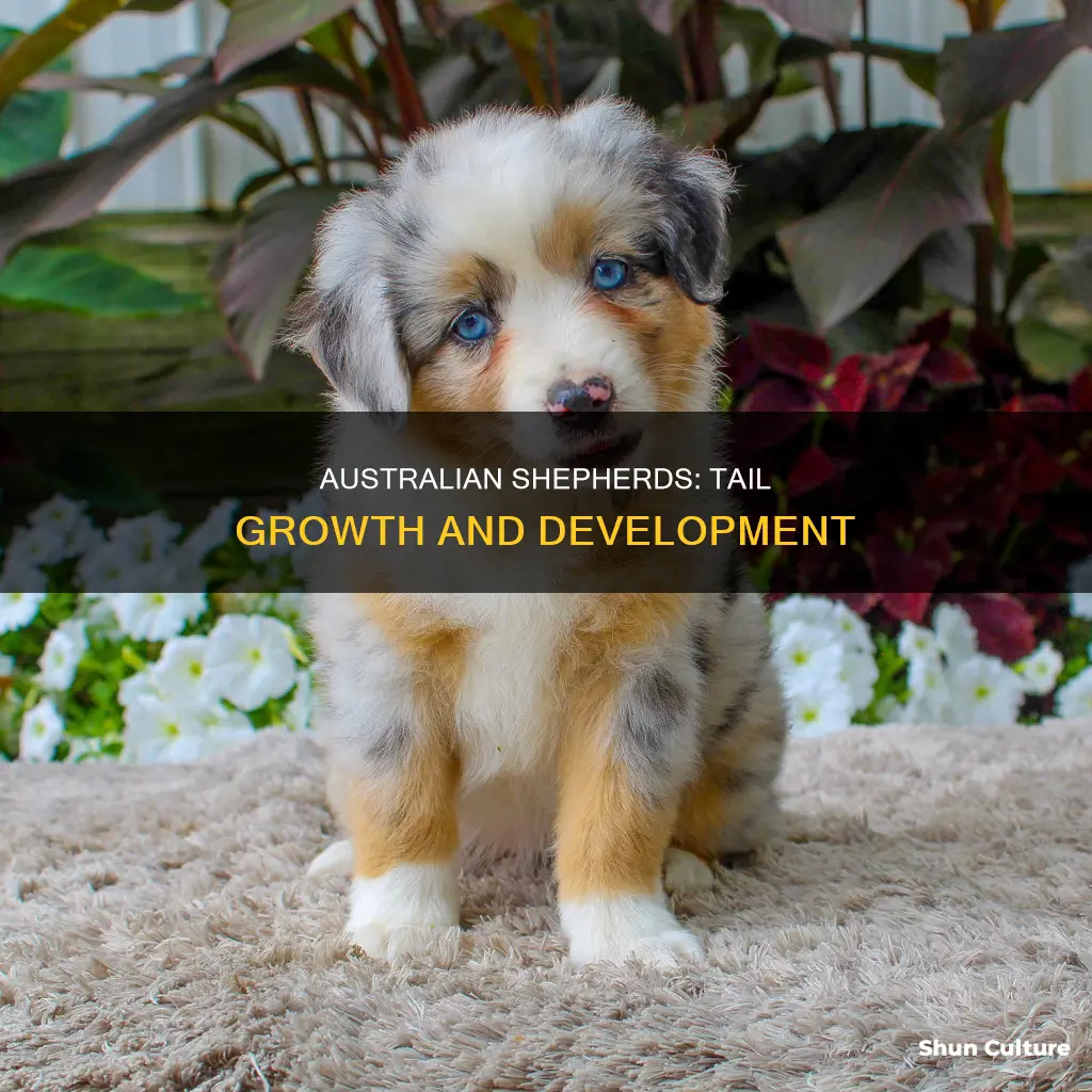 when do australian shepards grow tails