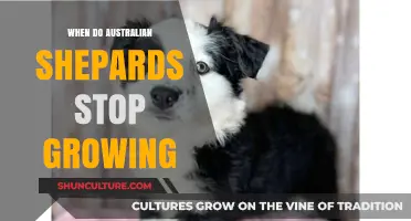Australian Shepherds: When Do They Reach Their Full Size?