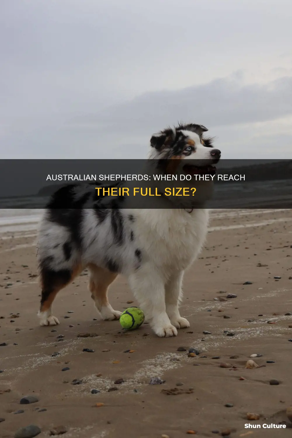 when do australian shepards stop growing