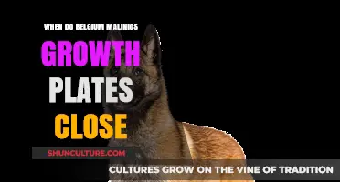 Understanding the Growth Plate Closure in Belgian Malinois