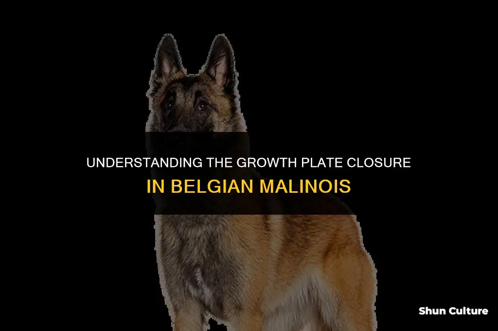 when do belgium malinios growth plates close