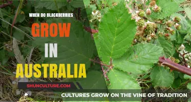 Blackberries in Australia: When to Find Them