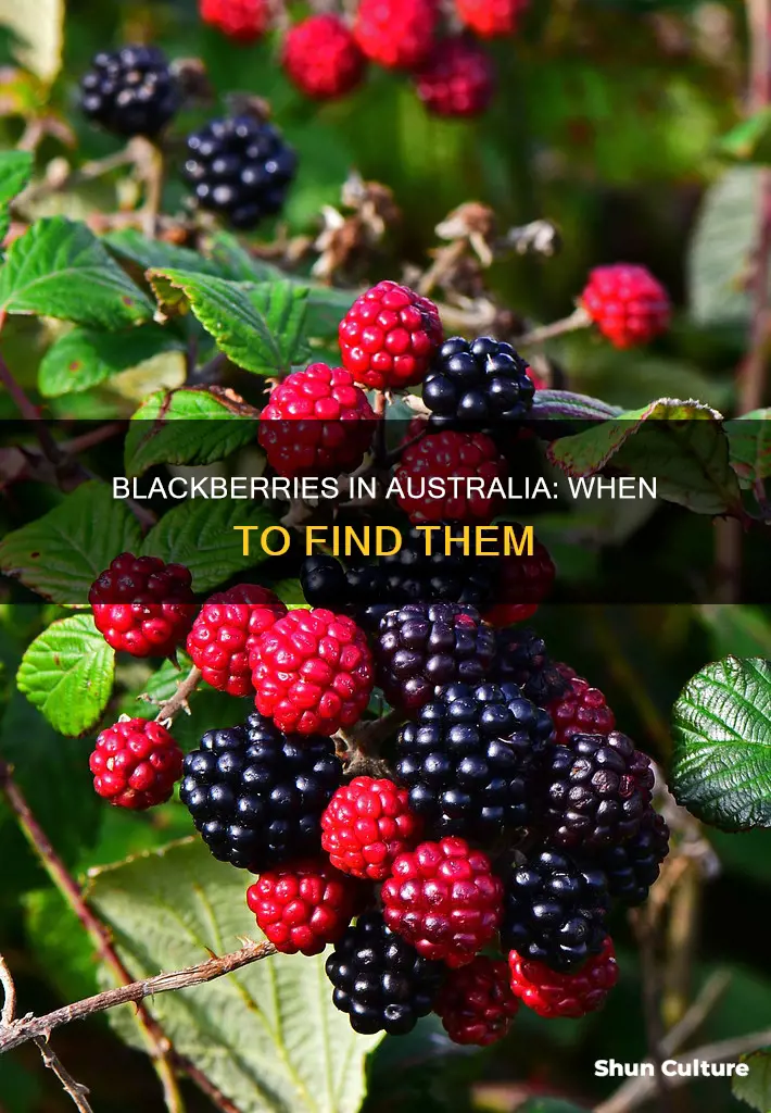 when do blackberries grow in australia