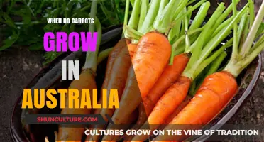Carrot Cultivation in Australia: Timing and Tips