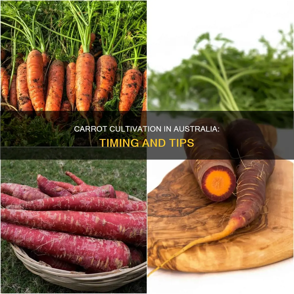 when do carrots grow in australia