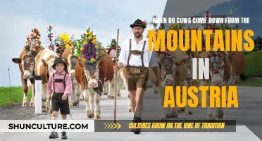 Cows' Descent from Austrian Mountains: Timing and Tradition