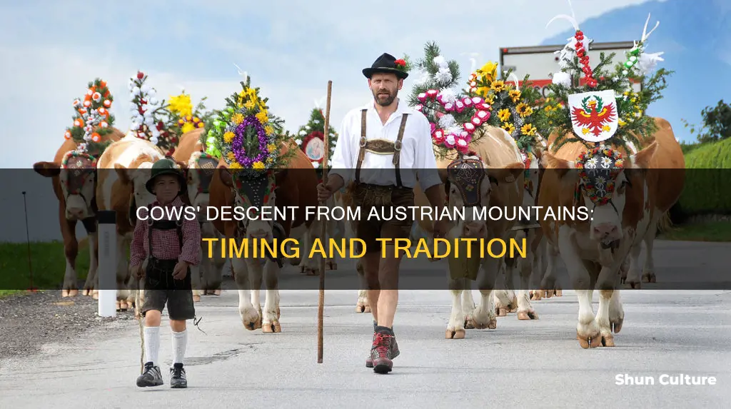 when do cows come down from the mountains in austria