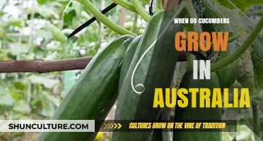 Growing Cucumbers in Australia: What's the Best Time?