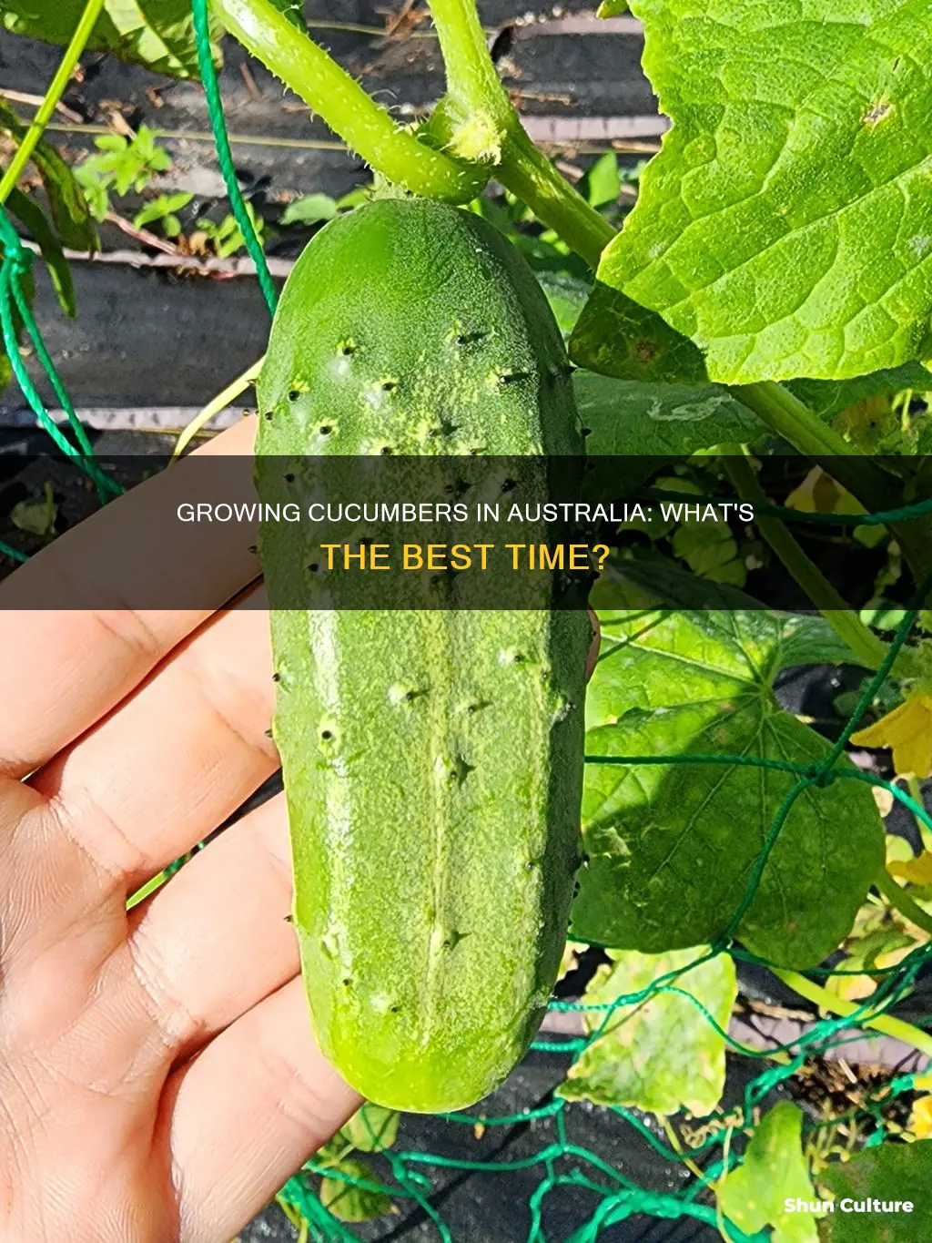 when do cucumbers grow in australia