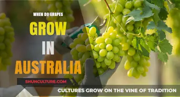 Australian Grape Harvest: Timing and Seasons Explained