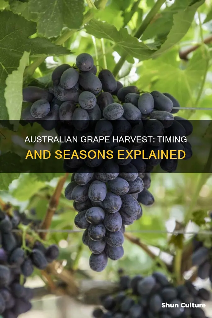 when do grapes grow in australia