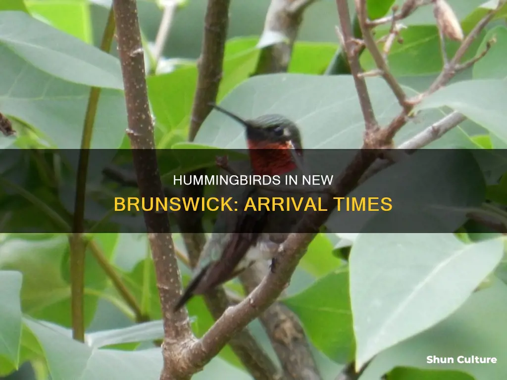 when do hummingbirds arrive in new brunswick