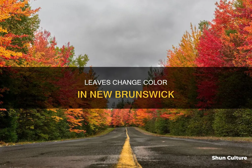 when do leaves change color in new brunswick