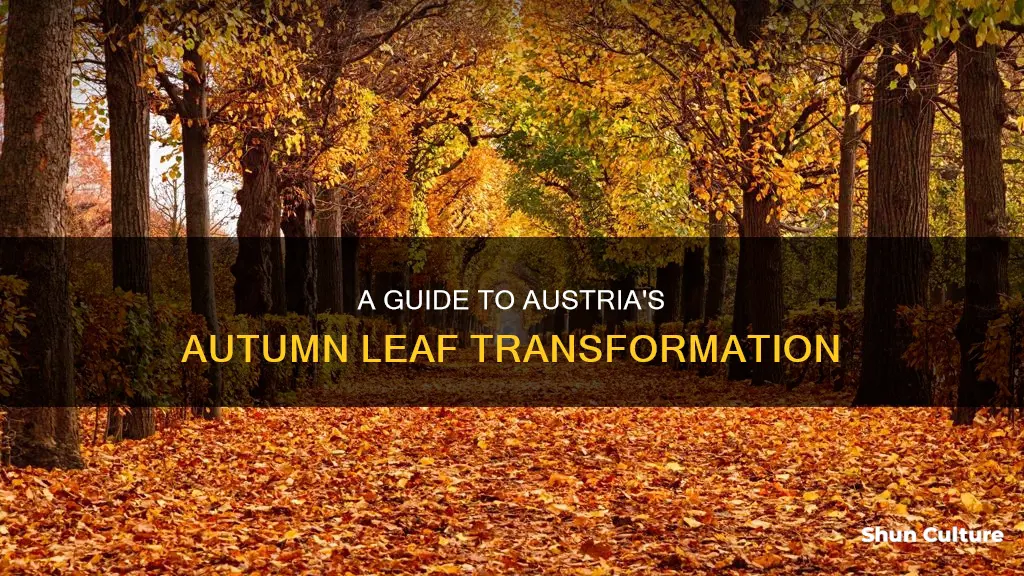 when do leaves change in austria