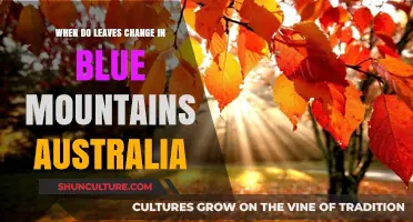Blue Mountains: Leaves Transforming the Australian Landscape