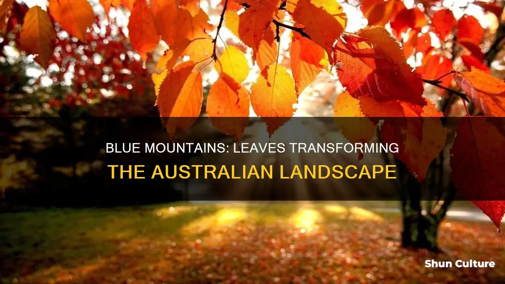 when do leaves change in blue mountains australia