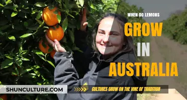 Lemons in Australia: A Seasonal Harvest Guide