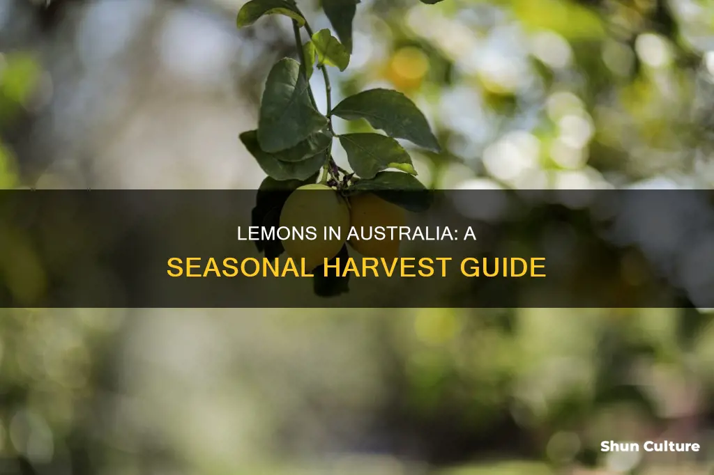when do lemons grow in australia