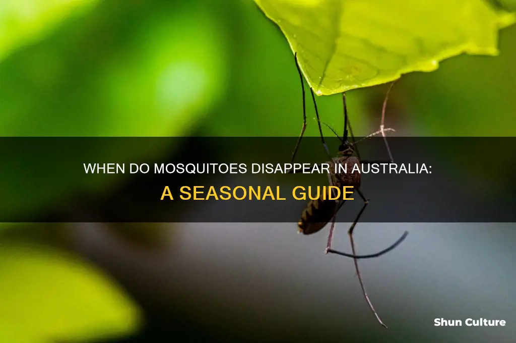 when do mosquitoes go away australia
