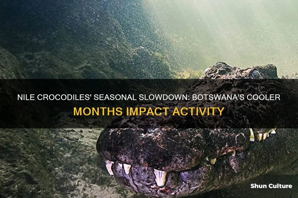 when do nile crocodiles become less active in botswana
