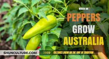 Growing Peppers in Australia: The Perfect Timing