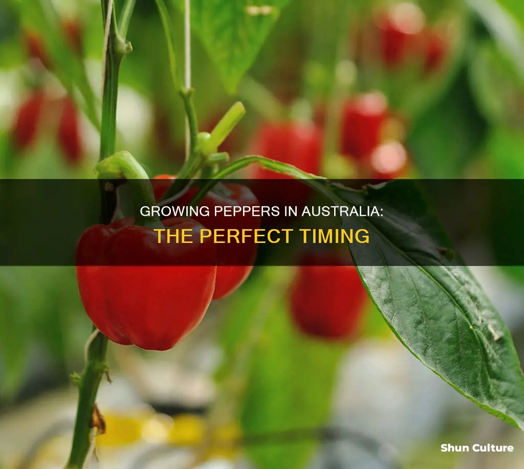 when do peppers grow australia