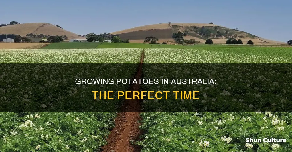when do potatoes grow in australia