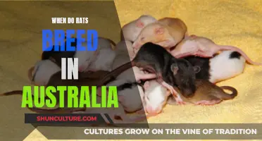 Breeding Season: Australia's Rat Population