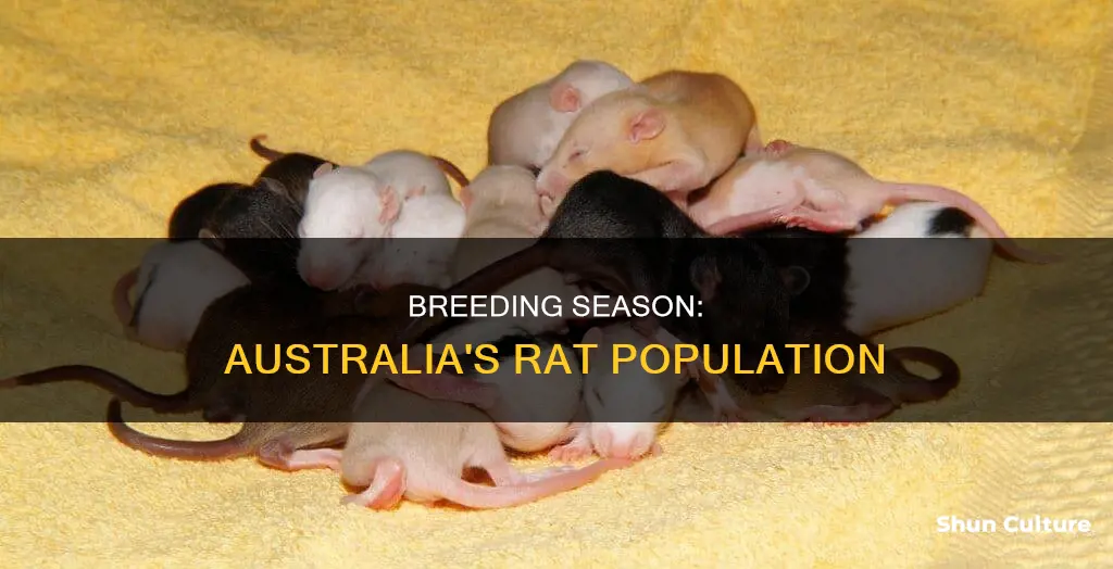 when do rats breed in australia