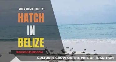 Belize's Sea Turtles: Hatching Season