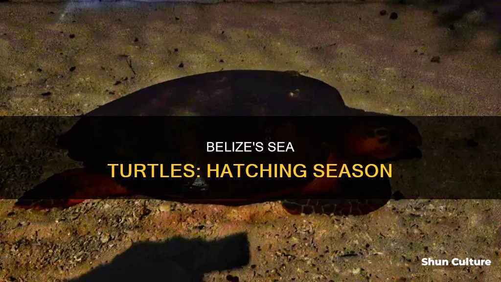 when do sea turtles hatch in belize