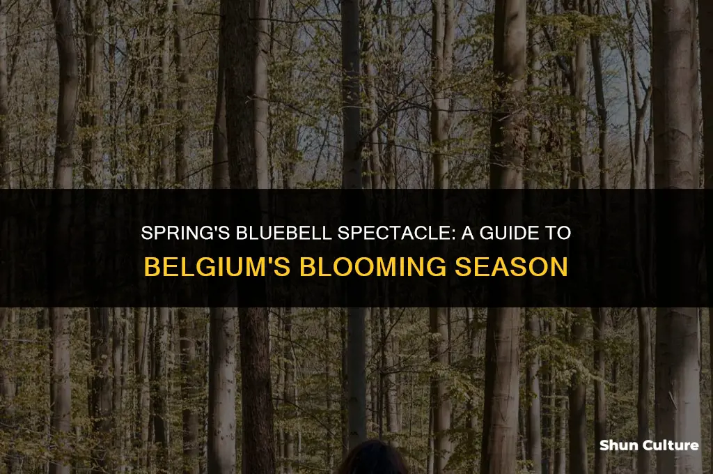 when do the bluebells bloom in belgium