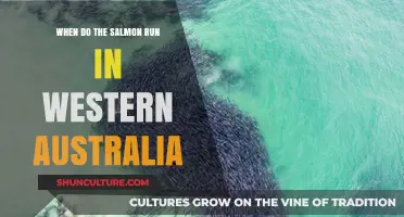 Salmon Run Season in Western Australia: Timing and More