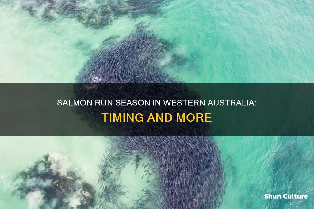 when do the salmon run in western australia