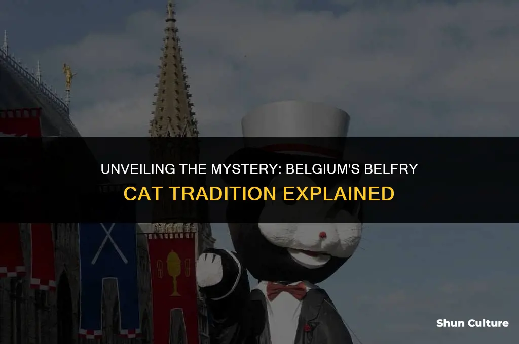 when do they throw cats off the belfry in belgium