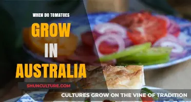 Tomato Growing Season in Australia: When to Plant?