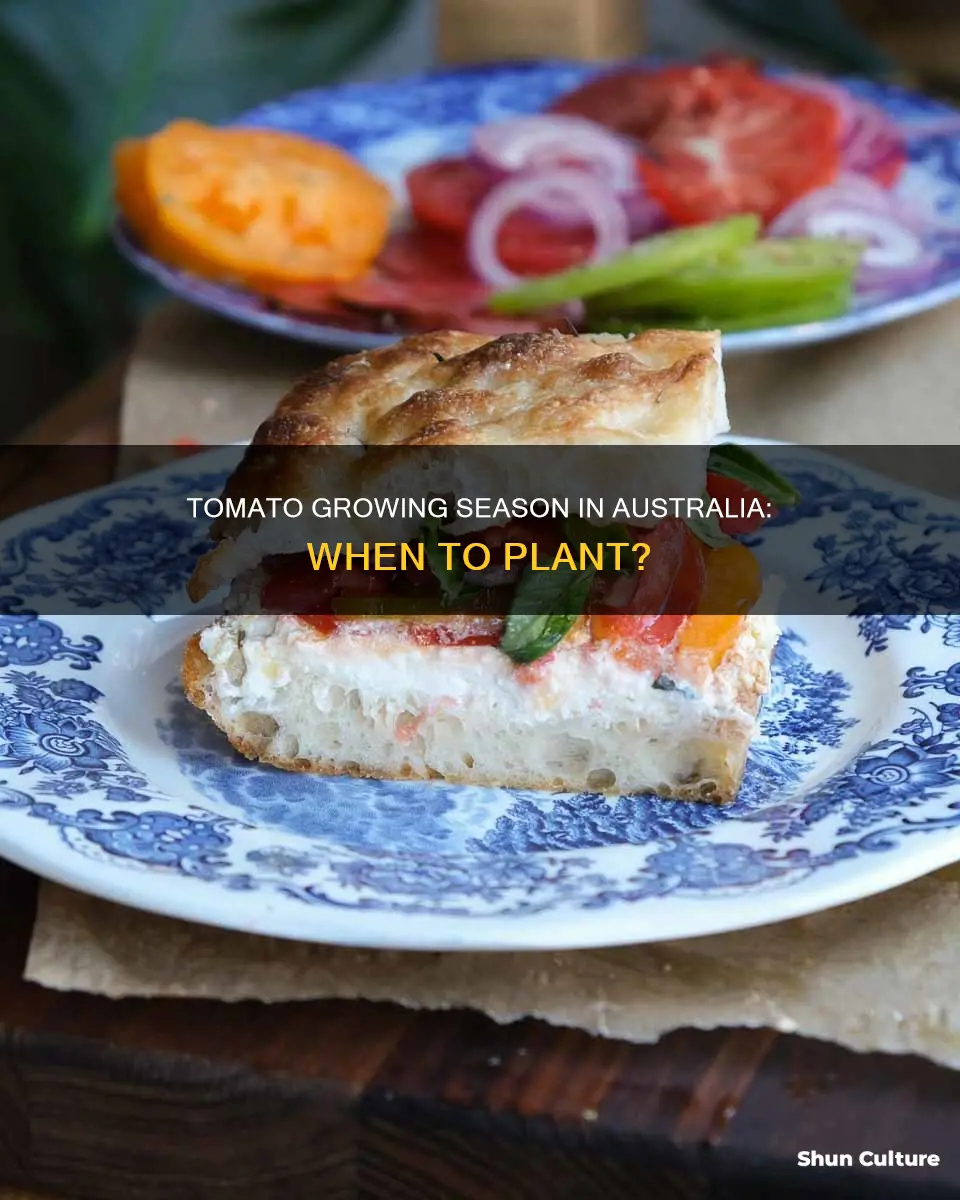 when do tomatoes grow in australia