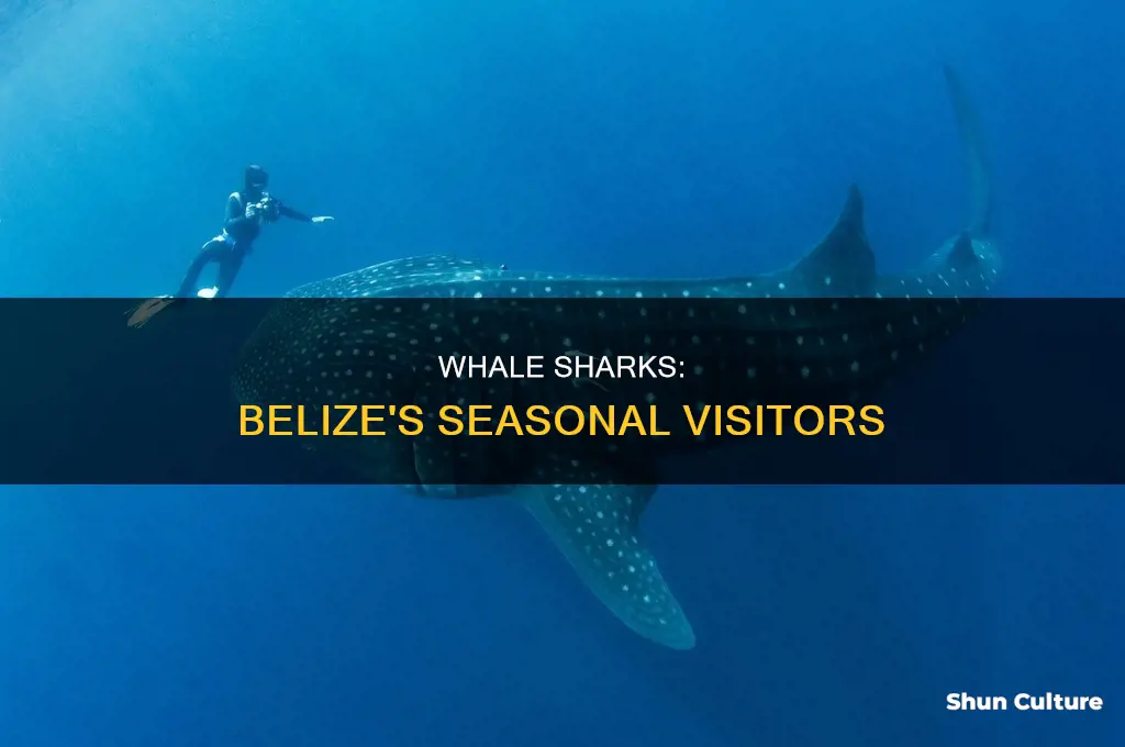 when do whale sharks migrate to belize