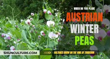 Planting Austrian Winter Peas: Timing and Tips for Gardeners