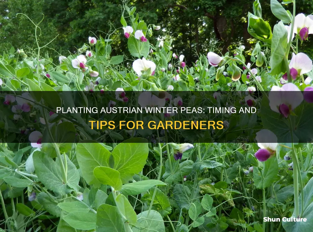 when do you plant austrian winter peas