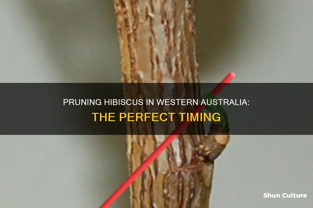 when do you prune hibiscus in western australia