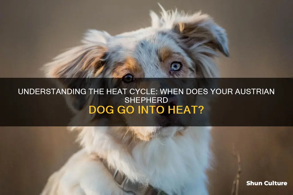 when does a austrian shepherd dog go into heat