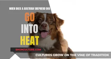 Austrian Shepherd Heat Cycles: Timing and Breeding Guide