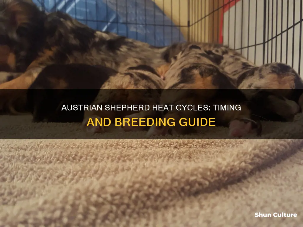 when does a austrian shepherd dog go into heat