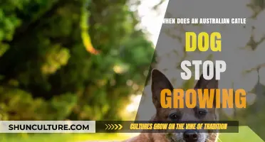 Australian Cattle Dogs: When Do They Stop Growing?