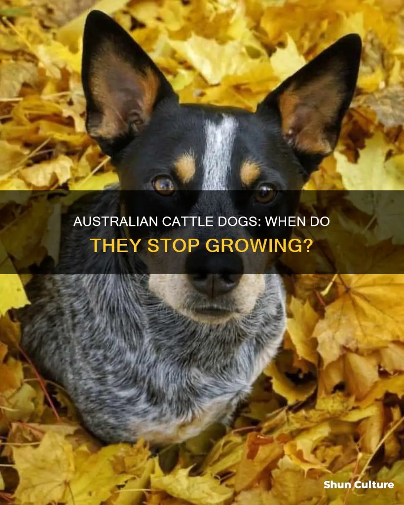 when does an australian catle dog stop growing