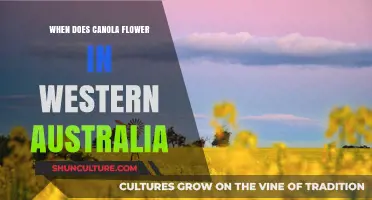 Canola Season in Western Australia: When and Where to Go