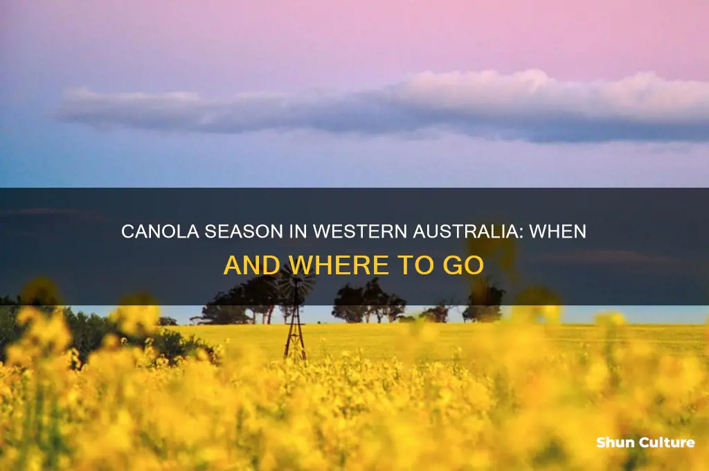 when does canola flower in western australia