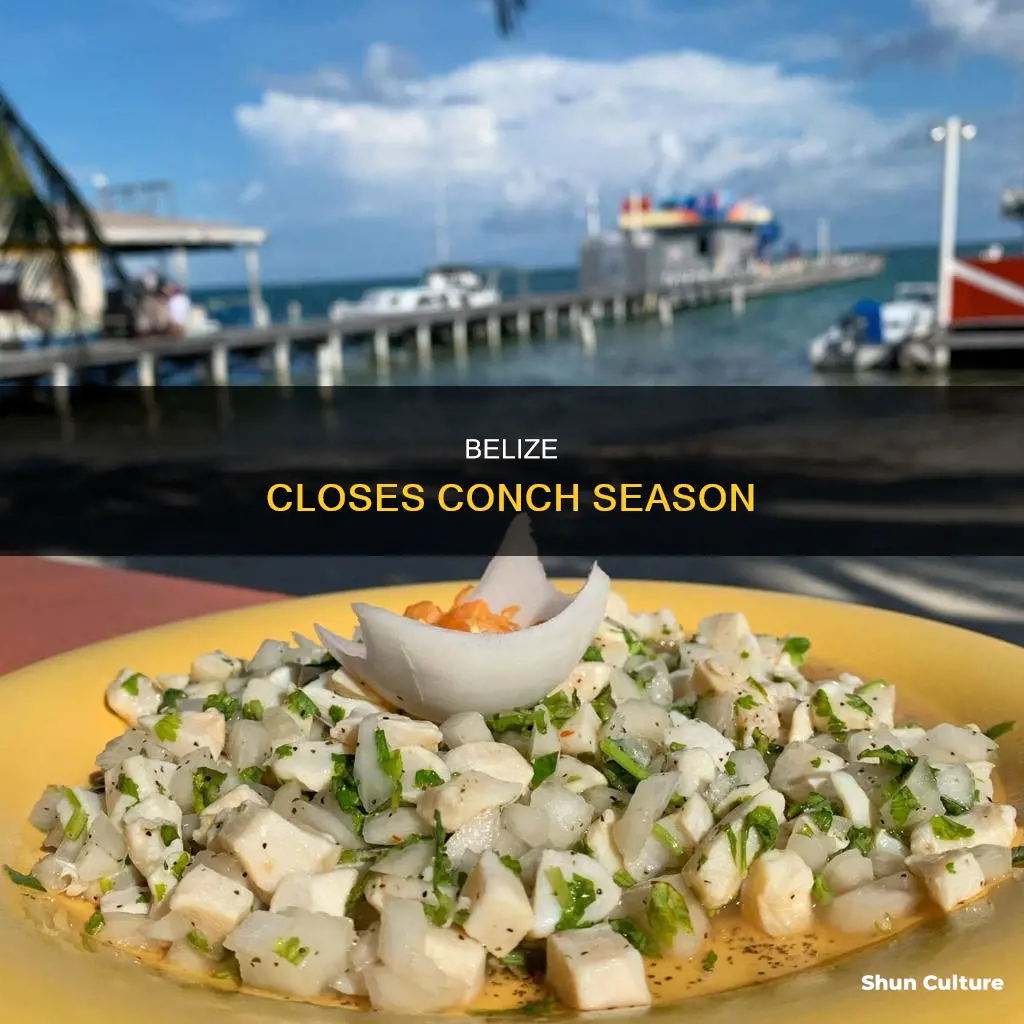 when does conch season close in belize